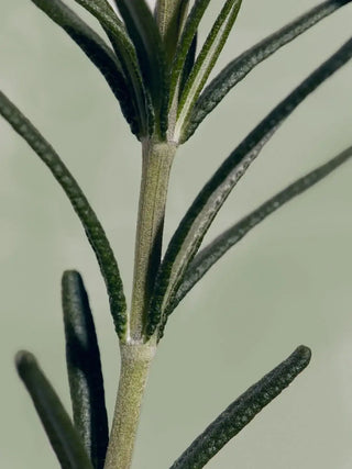 Key ingredients in AROMATICA Rosemary Root Enhancer
